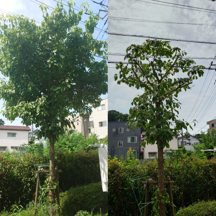 あなたの庭に、緑の美しさを。