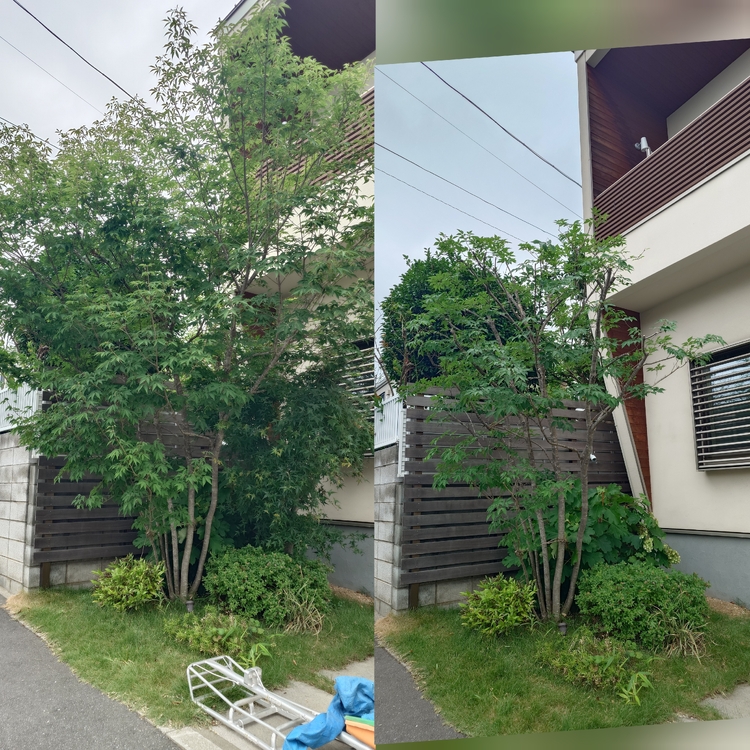 あなたのお庭のお手入れ！岩槻区の専門植木屋マツモト造園