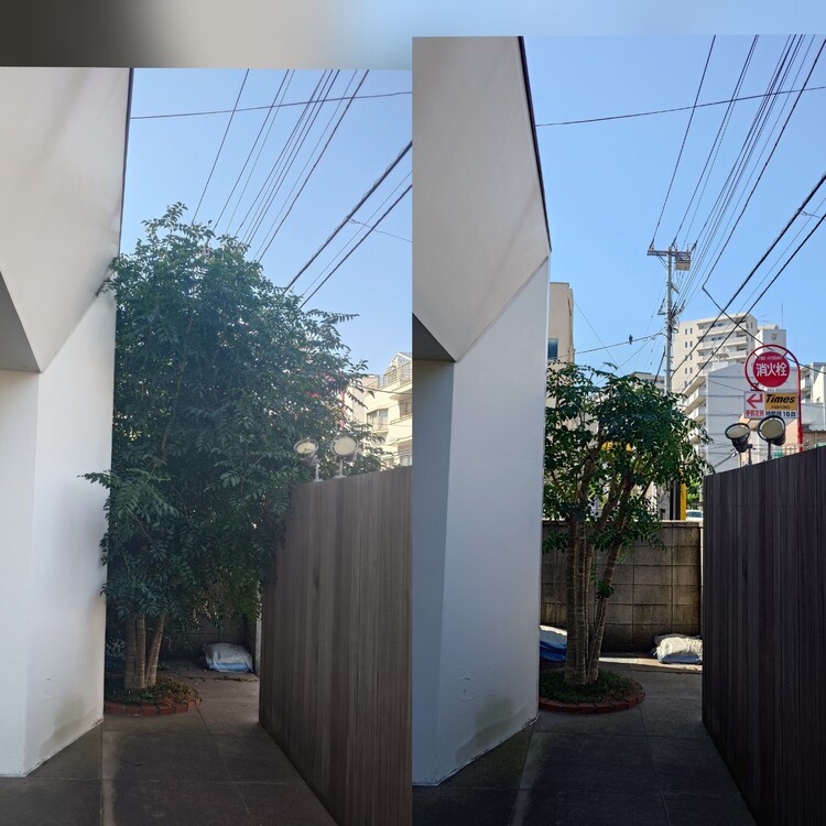 さいたま市見沼区のシマトネリコ剪定はお任せください！