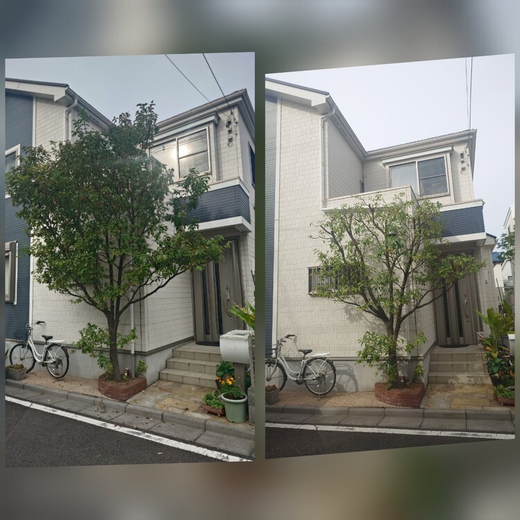 美しいヤマボウシを育てる、あなたの庭師がここに。