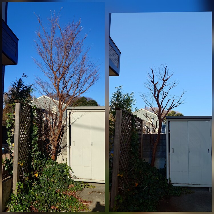 さいたま市の庭木剪定、あなたの大切なお庭を蘇らせます！