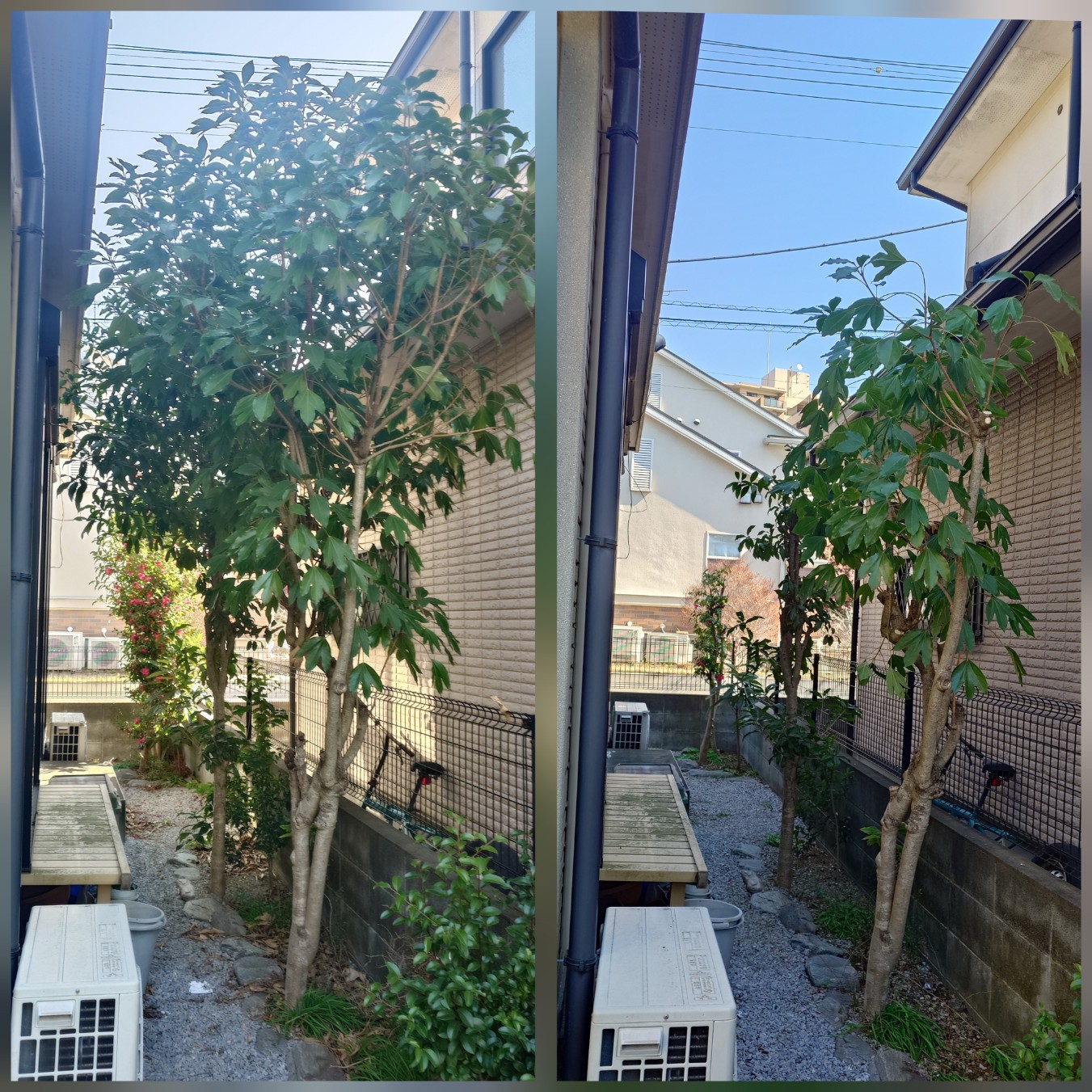 見沼区の庭木、美しく整えるならマツモト造園にお任せ！