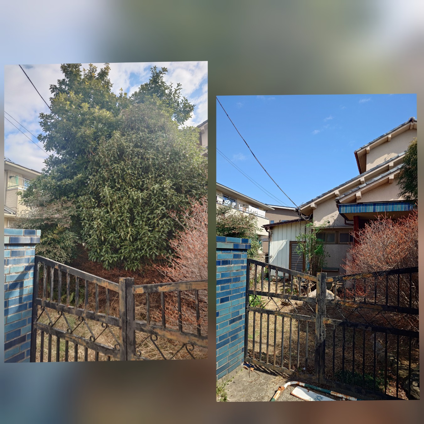 見沼区の伐採はプロにお任せ！急な依頼でも迅速対応