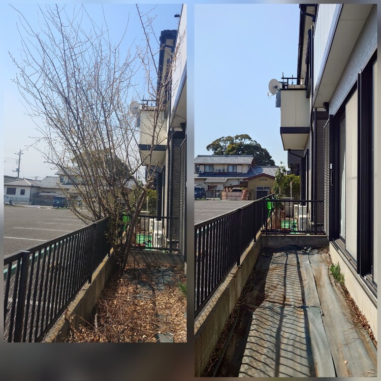 庭木の伐採、抜根の専門家があなたのお庭を守ります！