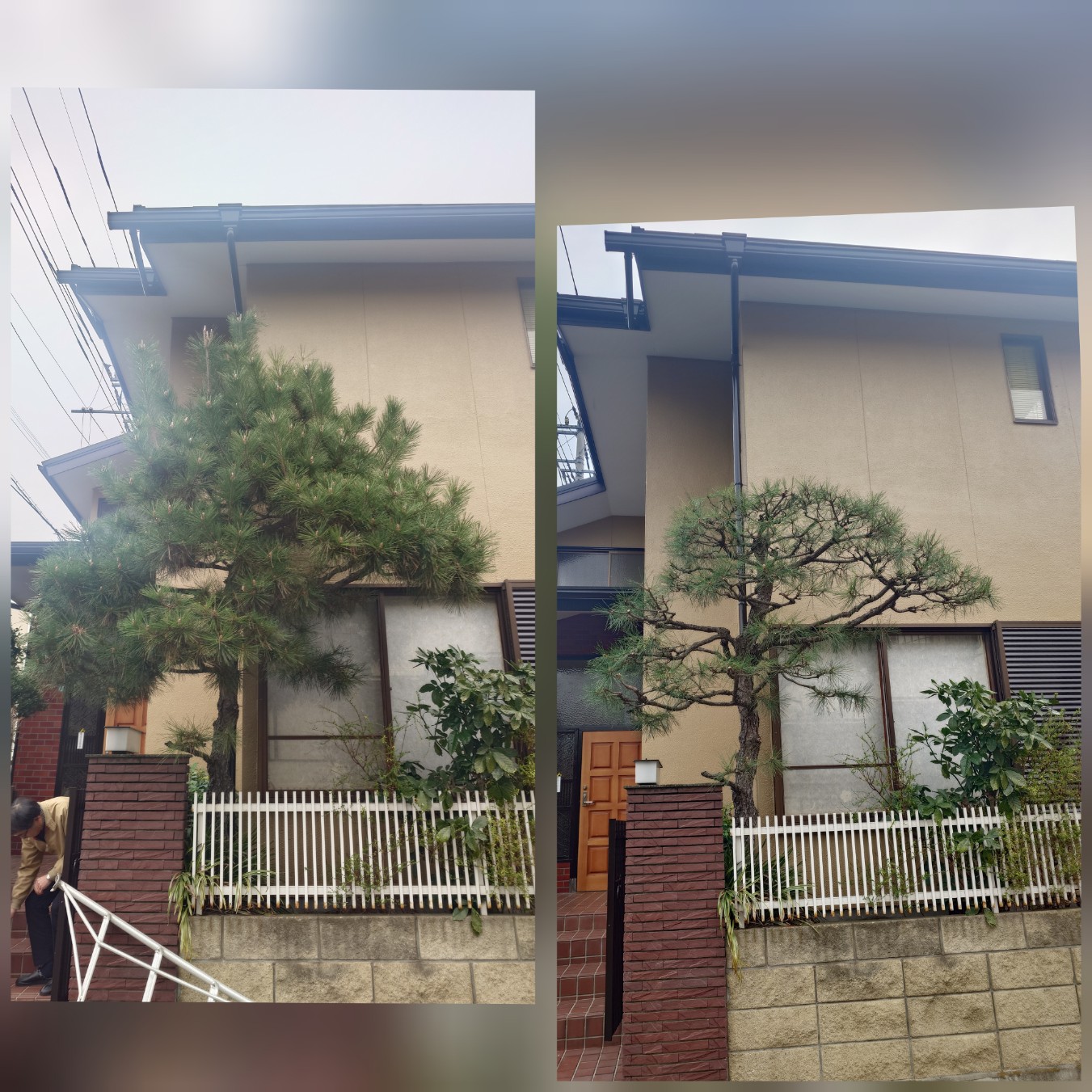 松の美しさを引き出すプロの剪定サービス