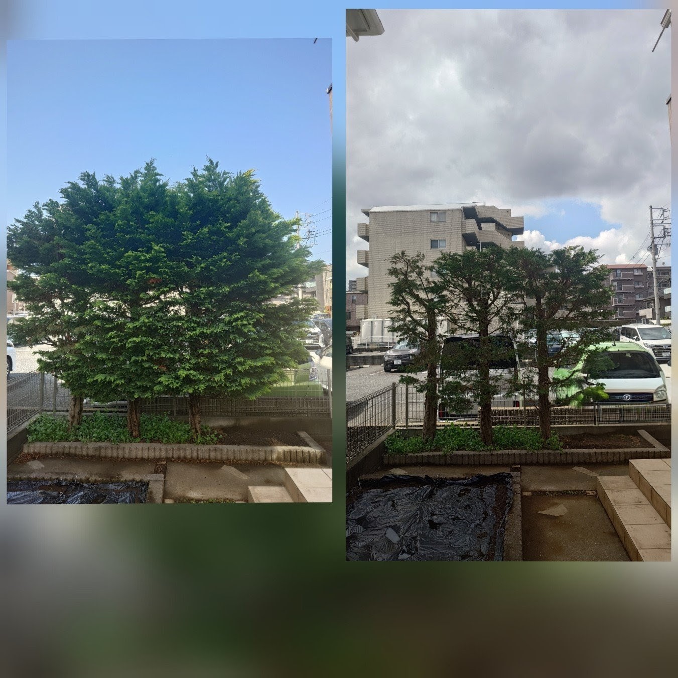 剪定はマツモト造園へ！あなたのお庭を美しく育てるプロフェッショナル