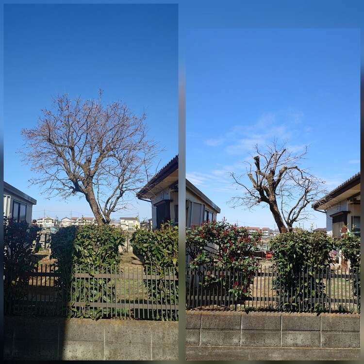 岩槻区の緑を守る、剪定のプロがあなたの庭を美しくします！