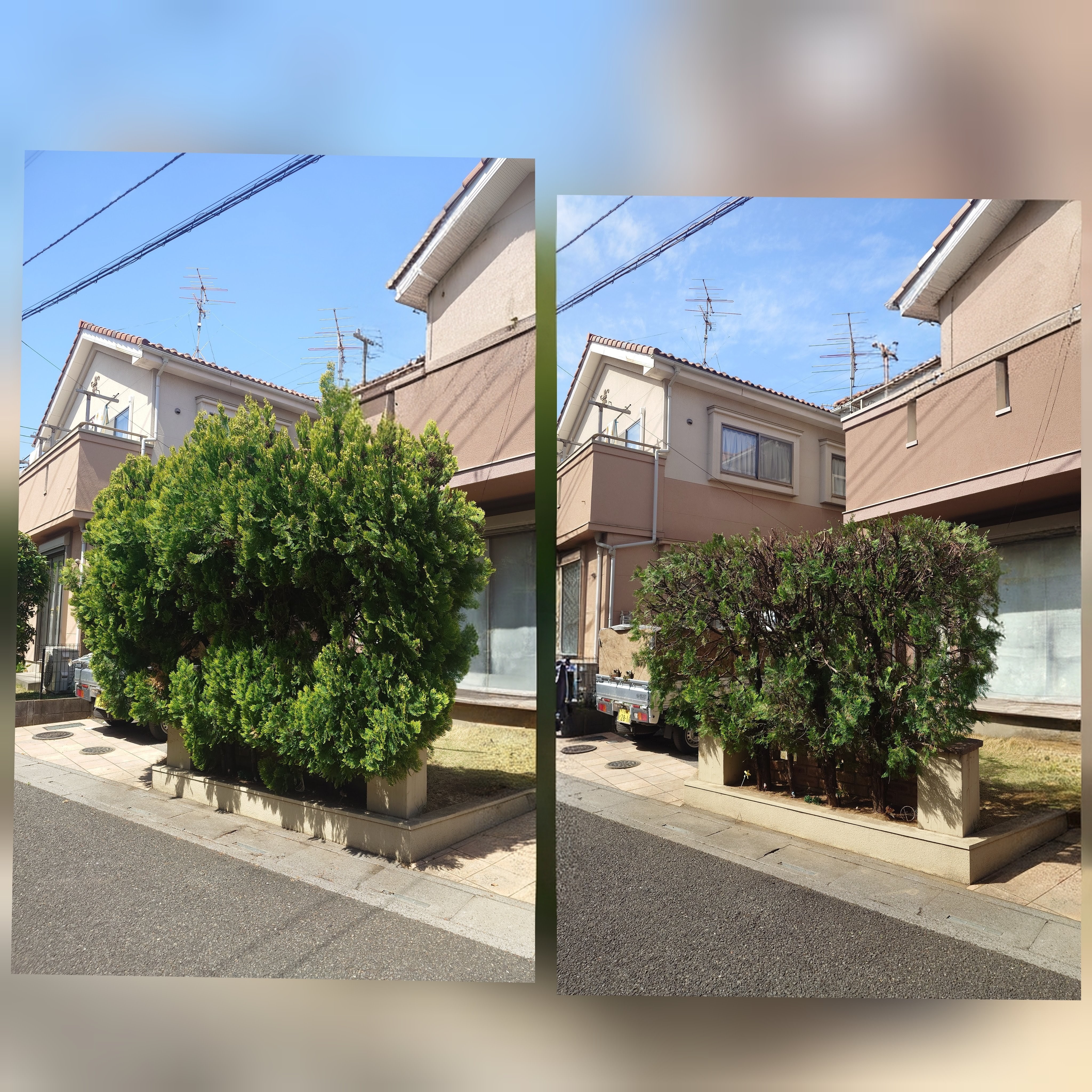 さいたま市の剪定ならお任せ！プロの技術で美しいお庭を実現
