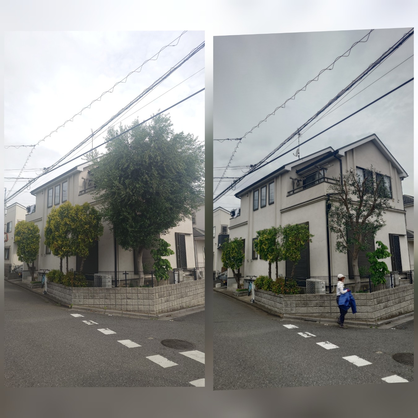 さいたま市の剪定は、プロにお任せ！あなたのお庭を美しく保つサービス