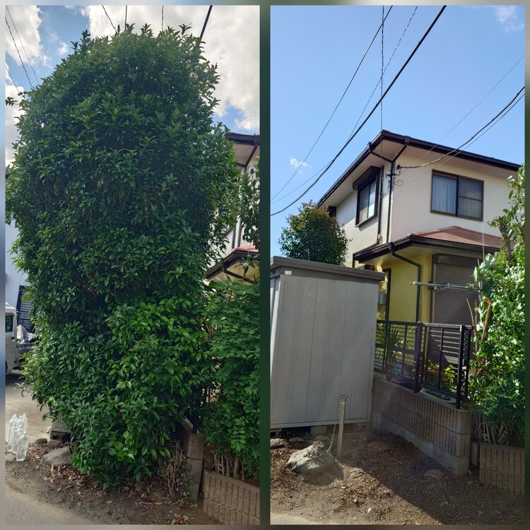 さいたま市緑区の伐採相場を徹底解説！
