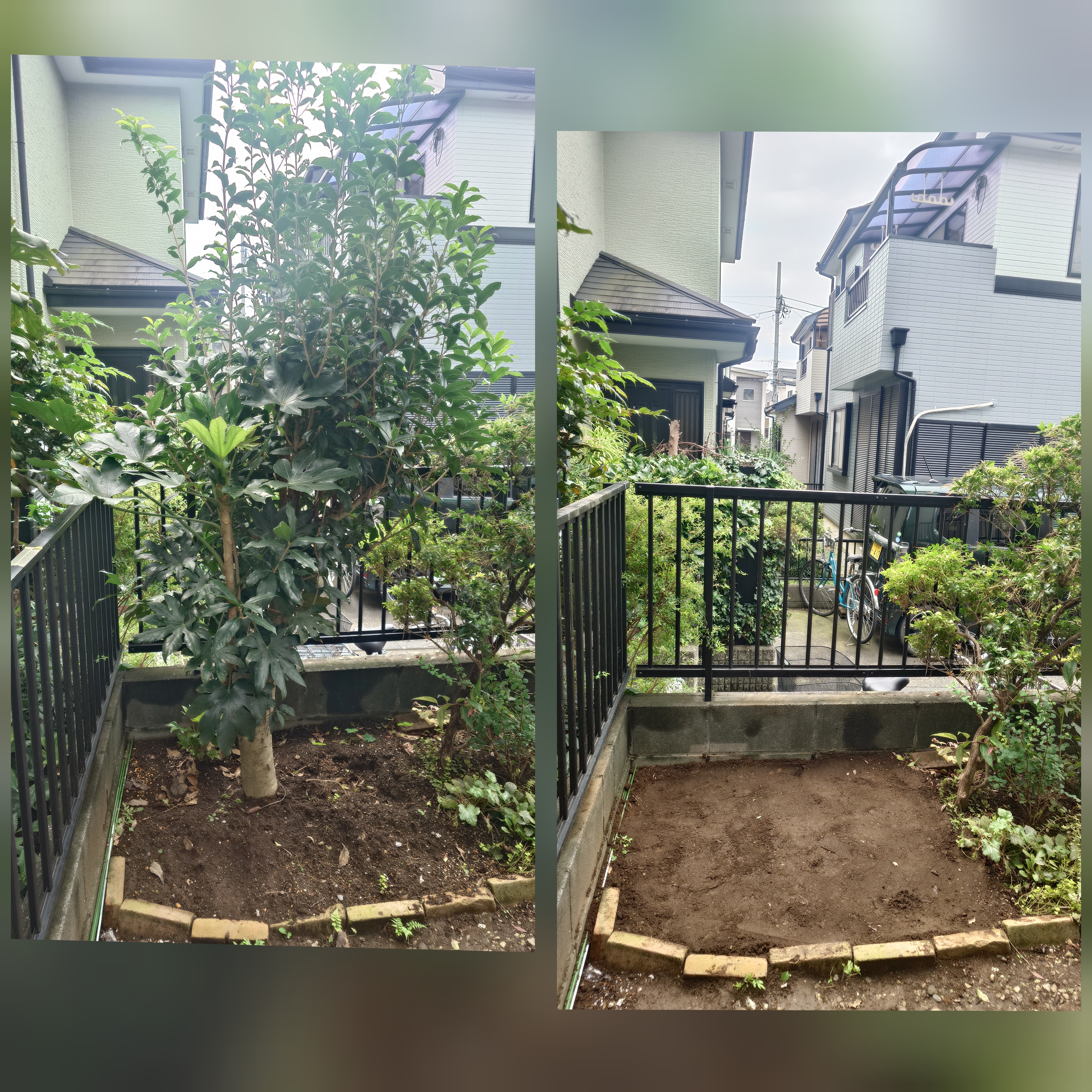 キンモクセイの伐採・抜根はお任せ！