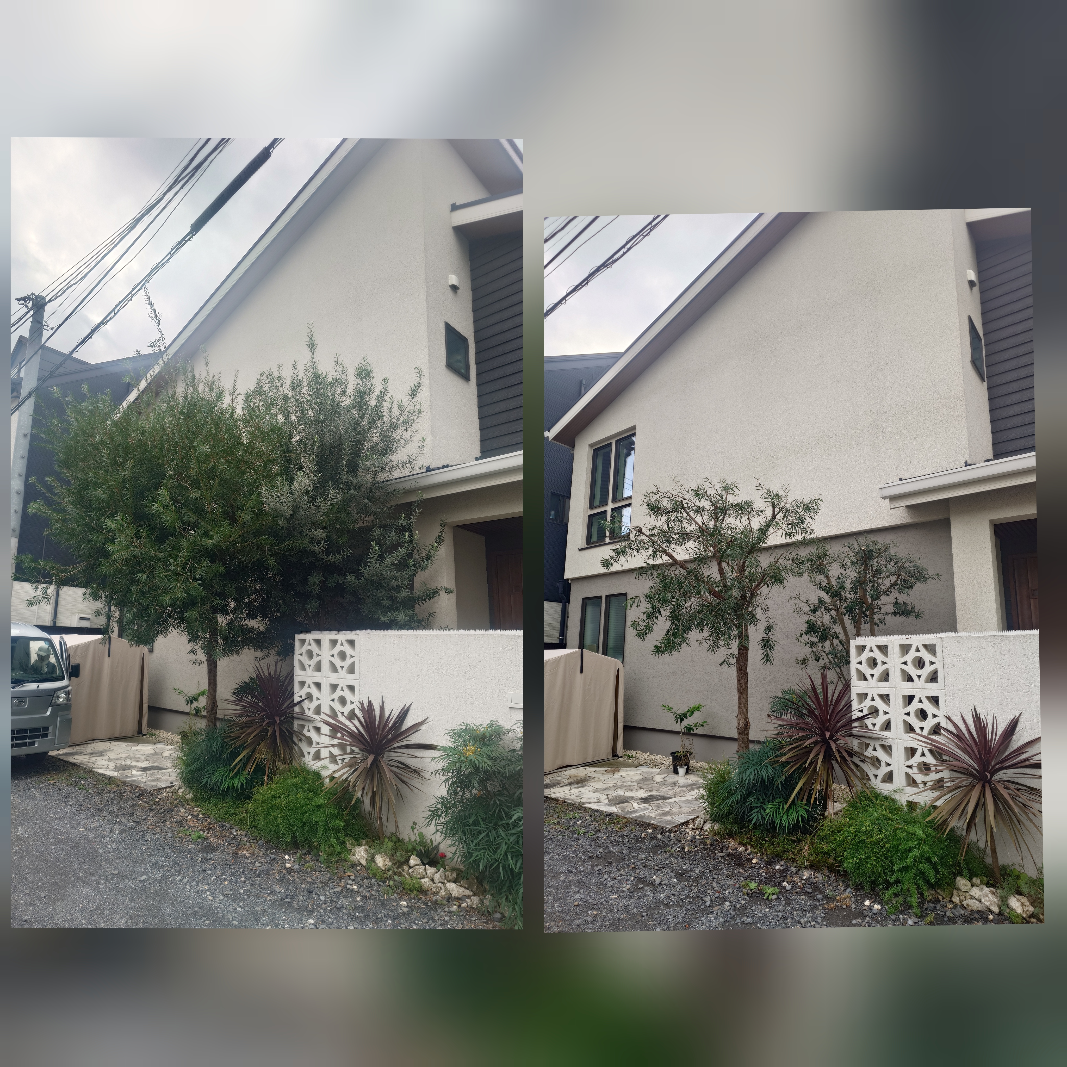 さいたま市のオリーブ剪定なら、樹形も実りも美しく。一本から無料見積もり、丁寧にお手入れします。