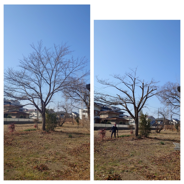 剪定はプロにお任せ！あなたのお庭を美しく保つお手伝いします。