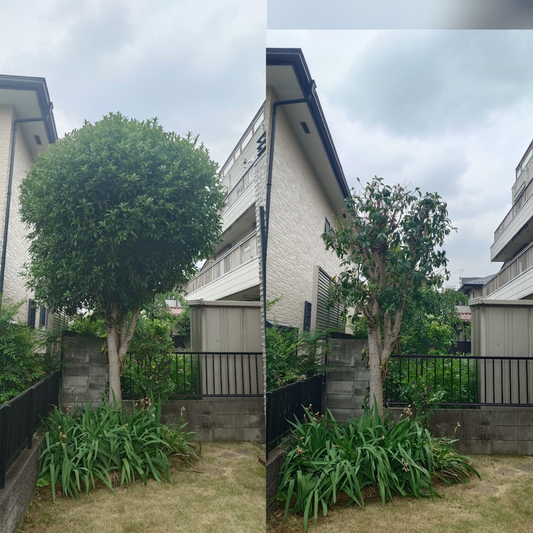 あなたの庭を美しく彩る造園サービス