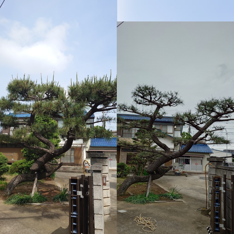 あなたのお庭の美しさを引き出す植木屋